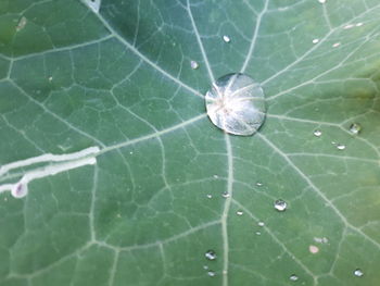 Close-up of spider web