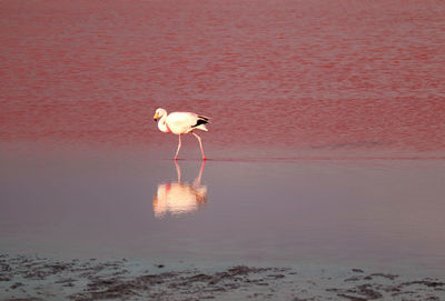 View of seagull on beach