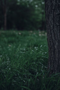 Close-up of tree trunk