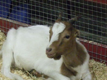 Sheep in cage