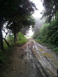 Road passing through forest