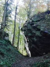 Trees growing in forest