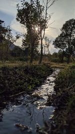 Scenic view of stream in forest against sky
