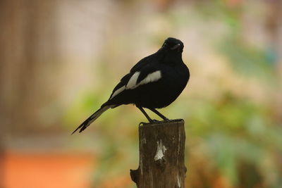 Close-up of bird perching on wooden post