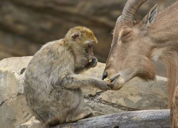 Monkeys in zoo