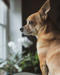 Close-up of dog looking away while sitting by window at home
