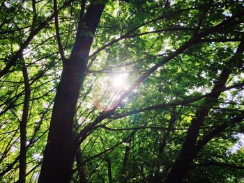 Sun shining through trees