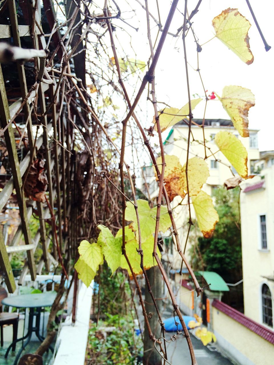 architecture, building exterior, built structure, plant, leaf, house, window, potted plant, growth, wall - building feature, ivy, residential structure, low angle view, residential building, flower, branch, day, front or back yard, no people, outdoors