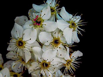 Close-up of white flowers on branch