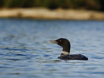 Close-up of common loon swimming in lake