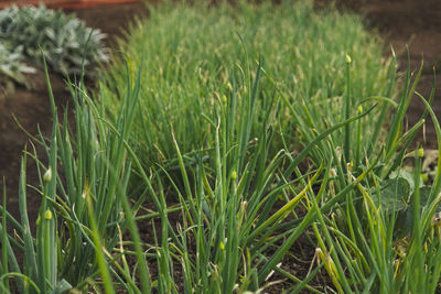 Close-up of crops growing on field