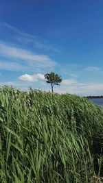 Scenic view of field against cloudy sky