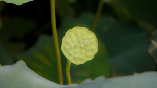 Close-up of water drops on leaves