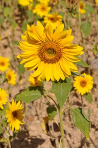 Close-up of sunflower