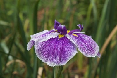 Close-up of purple flower