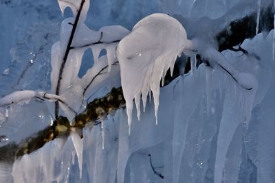 Close-up of swan on frozen lake during winter