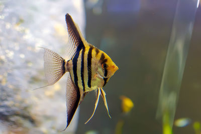 Close-up of fish swimming in sea