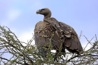 Bird perching on a tree