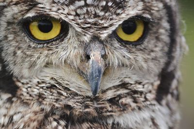 Portrait of owl