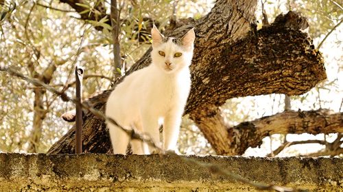 Portrait of stray cat on wall