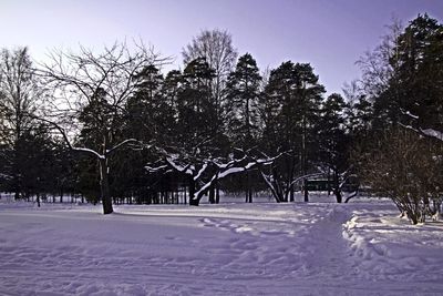 Trees on snow covered landscape against sky