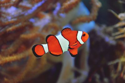 Close-up of red rose