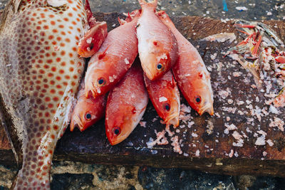 Close-up of red fish