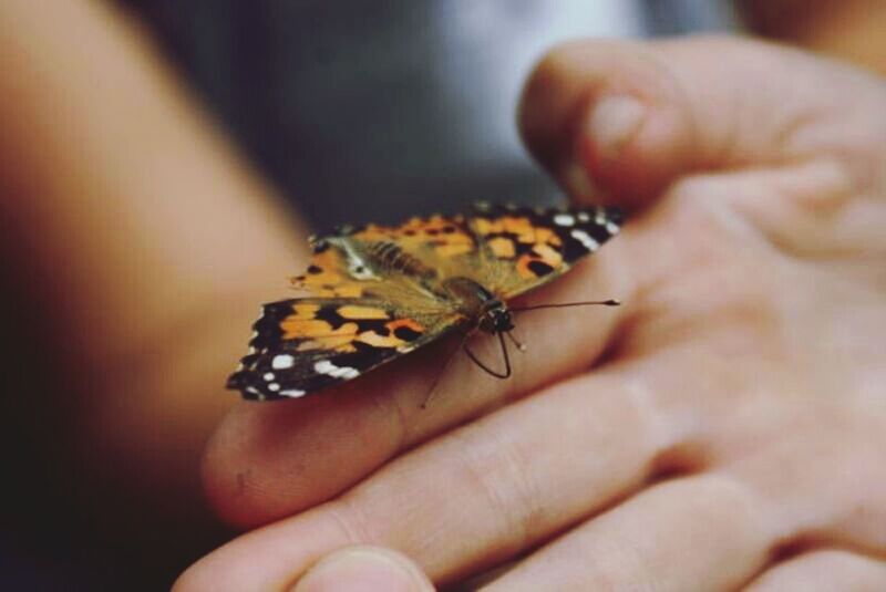 person, animal themes, one animal, insect, animals in the wild, wildlife, human finger, holding, part of, close-up, unrecognizable person, cropped, focus on foreground, lifestyles, butterfly - insect, selective focus, leisure activity