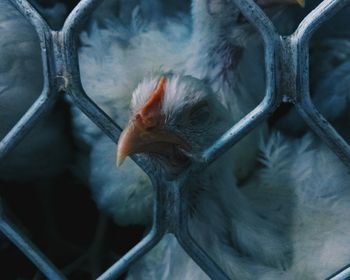 Chicken seen through fence