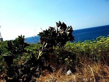 View of plants against blue sky