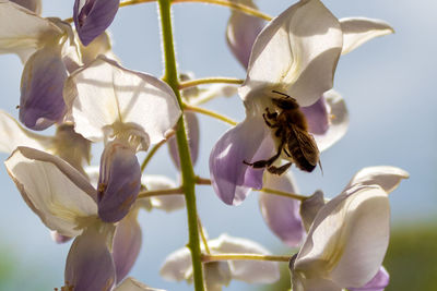 Close-up of bee on purple wisteria flower