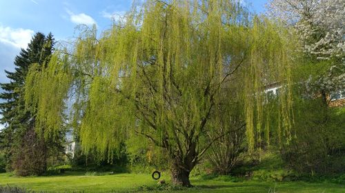 Green tree against sky