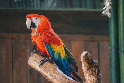 Scarlet macaw parrot or ara macao take shower with water splash