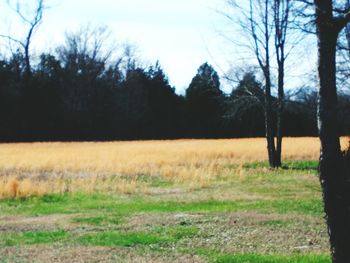 Trees on field against sky