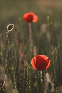 Close-up of red poppy flower on field