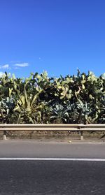 Plants and trees against clear blue sky