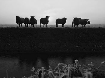 Horses on field against sky