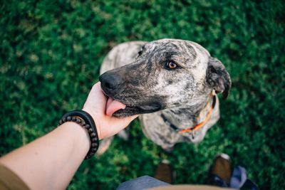 Close-up of dog