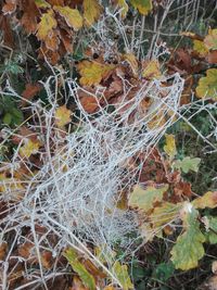 Close-up of spider web on dry leaves