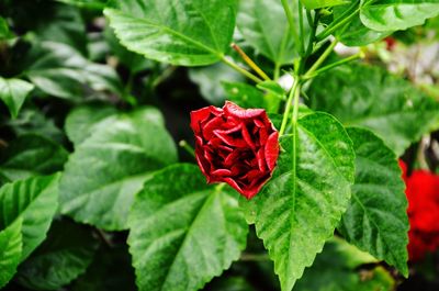 Close-up of red rose blooming outdoors