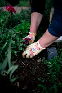 Gardener plants flowers in garden soil.