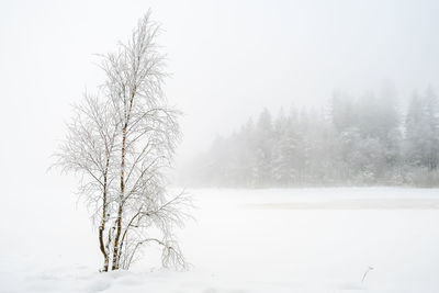 Frosted birch tree in a winter landscape