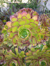 Close-up of succulent plant