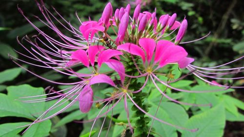 Close-up of pink flowers