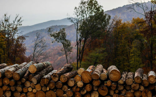 Stack of logs against trees at forest during autumn