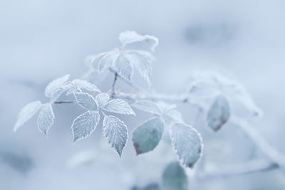 Close-up of frozen plant during winter