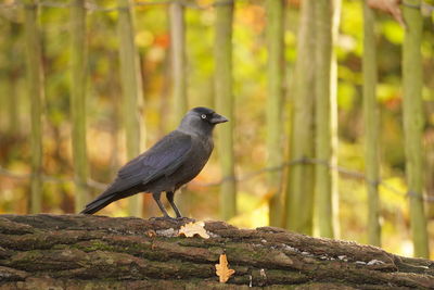 Bird perching on a wood