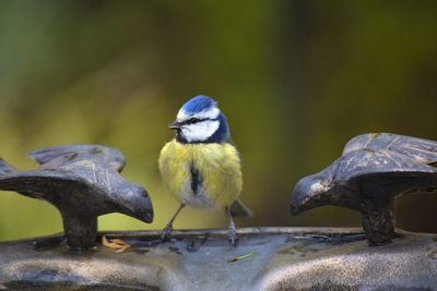 Close-up of bird perching on bird bath