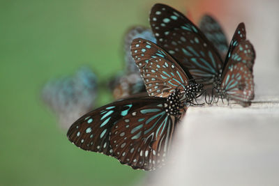 Close-up of butterfly on leaf