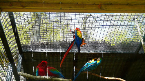 People in cage at zoo